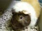 GuineaPig